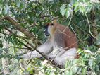 Uganda Wildlife Educational Centre