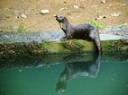 Nutria, Uganda Wildlife Educational Centre