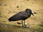 Uganda Wildlife Educational Centre