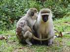 Uganda Wildlife Educational Centre