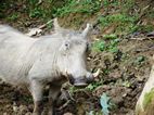 Uganda Wildlife Educational Centre