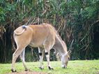 Uganda Wildlife Educational Centre