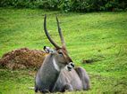 Uganda Wildlife Educational Centre