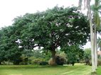 Botanical Gardens, Entebbe