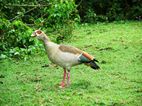 Uganda Wildlife Educational Centre
