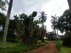Botanical Gardens, Entebbe