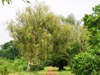 Botanical Gardens, Entebbe