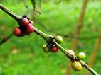 Granos de café, Botanical Gardens, Entebbe