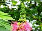 Botanical Gardens, Entebbe