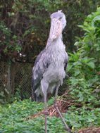 Shoebill, Uganda Wildlife Educational Centre