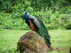 Uganda Wildlife Educational Centre