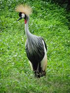 Grulla coronada, Uganda Wildlife Educational Centre
