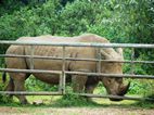 Rinoceronte, Uganda Wildlife Educational Centre