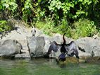 Cormoran secándose las alas, Bujigali Falls