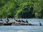 Cormoranes, Bujigali Falls