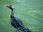 Cormoran, Bujigali Falls