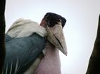 La mirada inquietante del marabú