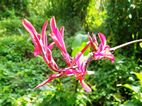 Botanical Garden