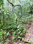 Kibale National Park