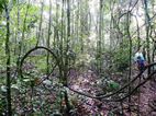 Kibale National Park