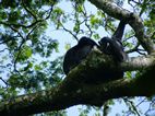 Chimpances, Kibale National Park