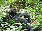 Kibale NP