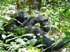 Chimpances, Kibale National Park