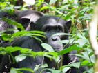 Chimpances, Kibale National Park