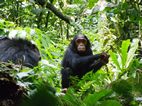 Chimpances, Kibale National Park