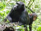 Chimpances, Kibale National Park