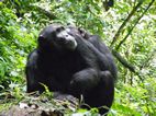 Chimpances, Kibale National Park