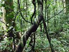 Kibale National Park