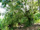 Botanical Garden