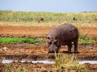 Manyara NP