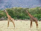Manyara NP