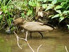 Hamerkop