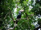 Silvery-cheeked hornbill