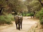 Elefante