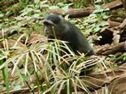 Blue Monkey