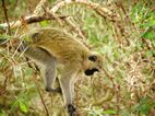 Vervet monkey