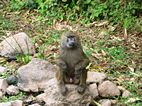 Manyara NP