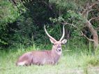 Murchison Falls NP