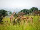 Jirafas, muchas jirafas en Murchison Falls NP