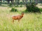 Hartebeest, Murchison Falls NP