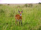 Uganda kob, Murchison Falls NP