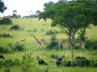 Mas jirafas, Murchison Falls NP