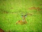 Uganda kob, Murchison Falls NP