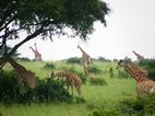 Jirafas, muchas jirafas en Murchison Falls NP