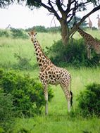 Jirafa, Murchison Falls NP