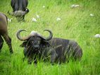 Bufalo, Murchison Falls NP
